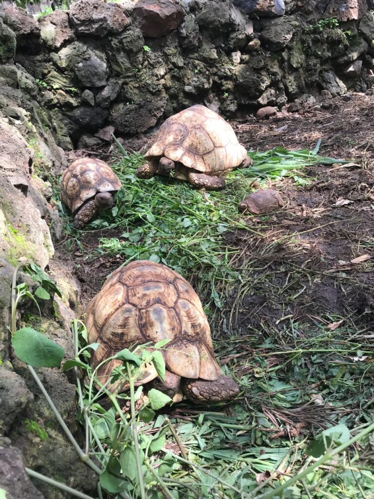 wildlife